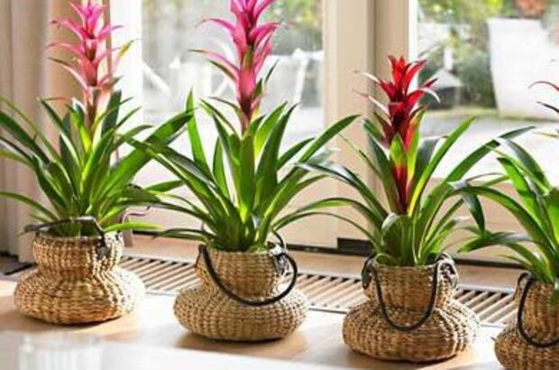 Evdeki Bitkilerde Küflenme Nasıl Önlenir? | Kadiniz.com ...